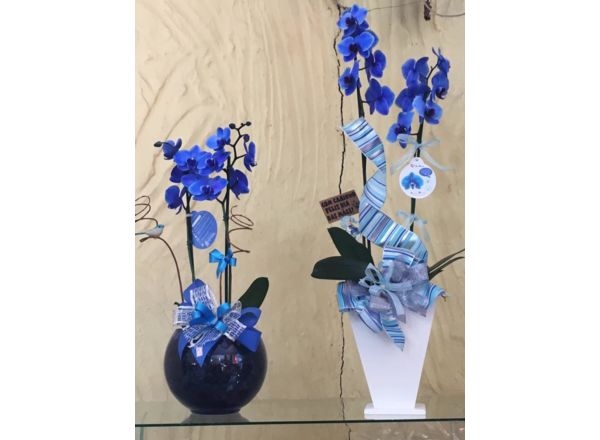 Flores: Orquideas para presentear: Orquídea Azul | Floricultura Muriel -  (11) 4666-3069
