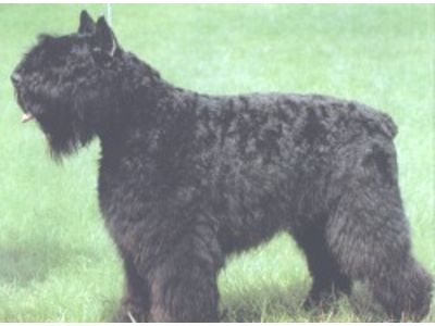  Bouvier de Flandres