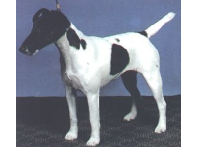 Fox Terrier de Pêlo Curto