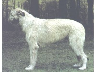 Irish Wolfhound