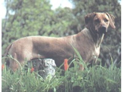 Rhodesian Ridgeback