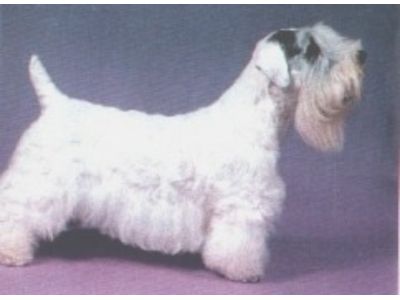 Sealyham Terrier