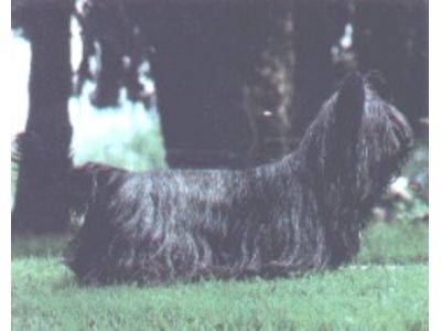 Skye Terrier