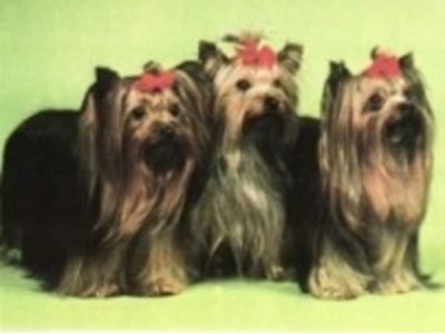 Yorkshire Terrier