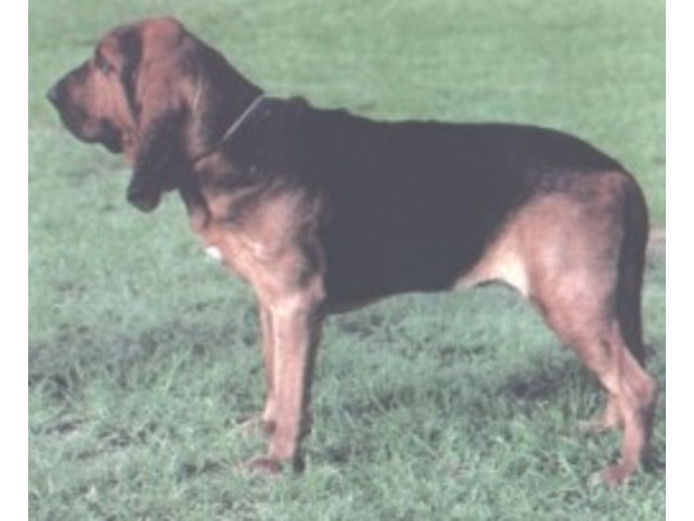 Raças: Bloodhound