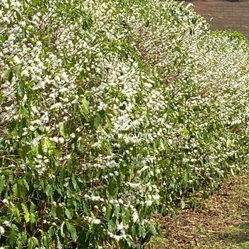 Vendo Fazenda Café 265 hectares Patos De Minas MG